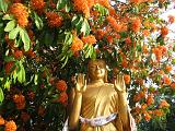 130 fiori di Buddha